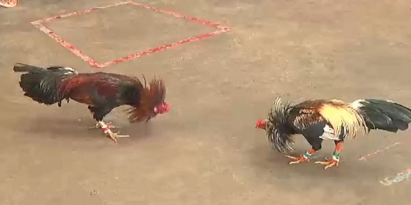 Tìm hiểu chung về hình thức đá gà cựa sắt Tìm hiểu chung về hình thức đá gà cựa sắt