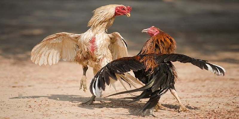Luật chơi đơn giản, dễ dàng tham gia Luật chơi đơn giản, dễ dàng tham gia