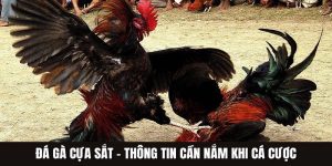 Đá Gà Cựa Sắt AE888– Trận Chiến Đẫm Máu Cho Kê Thủ