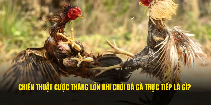 Mẹo đặt cược đá gà trực tiếp bất bại Mẹo đặt cược đá gà trực tiếp bất bại