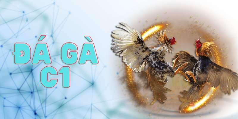 Thông tin quan trọng cần nhớ với đá gà C1 Thông tin quan trọng cần nhớ với đá gà C1